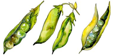 Bezelye sed yabani sebze izole bir suluboya tarzında.