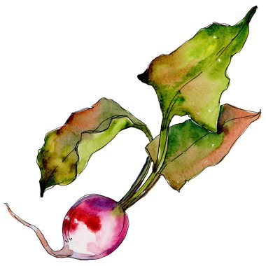 Turp yabani sebze izole bir suluboya tarzında.