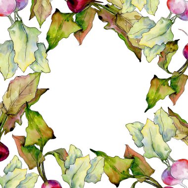 Turp yabani sebze sulu boya stil çerçevesi içinde.