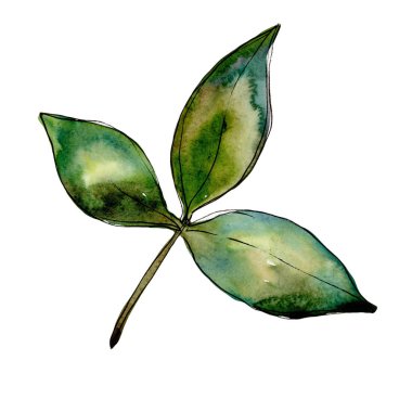 Kır çiçeği yonca çiçek izole bir suluboya tarzında.