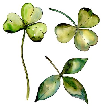 Kır çiçeği yonca çiçek izole bir suluboya tarzında.