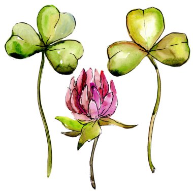 Kır çiçeği yonca çiçek izole bir suluboya tarzında.