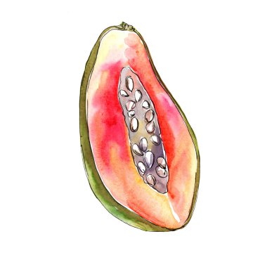 Egzotik papaya yabani meyve izole bir suluboya tarzında.