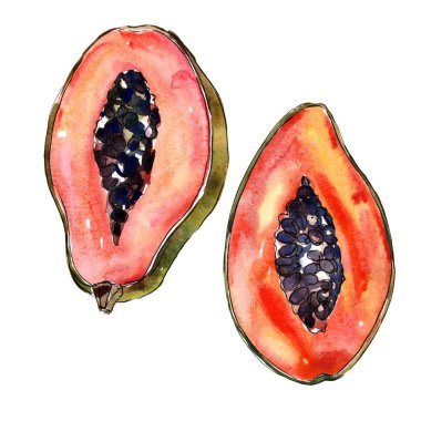 Egzotik papaya yabani meyve izole bir suluboya tarzında.