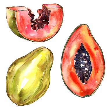 Egzotik papaya yabani meyve izole bir suluboya tarzında.