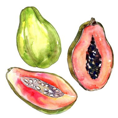 Egzotik papaya yabani meyve izole bir suluboya tarzında.