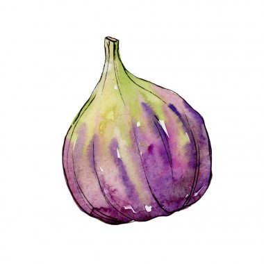 Egzotik incir yabani meyve izole bir suluboya tarzında.