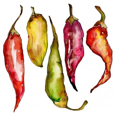 Biber yabani sebze izole bir suluboya tarzında.