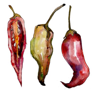 Biber yabani sebze izole bir suluboya tarzında.