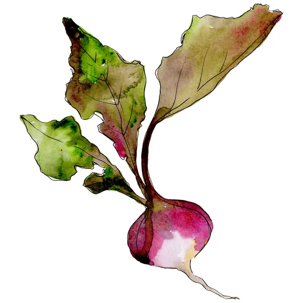 Rädisa vilda grönsaker i akvarell stil isolerade. — Stockfoto