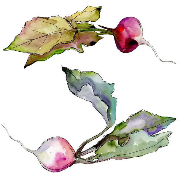 Radis légumes sauvages dans un style aquarelle isolé . — Photo