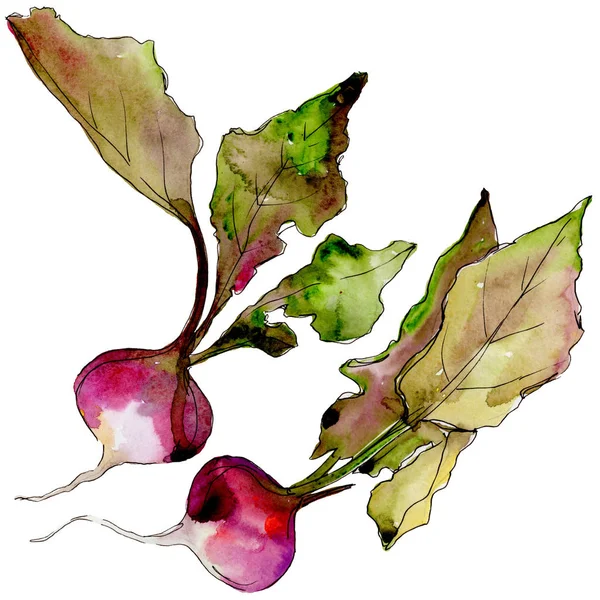 Divoká zelenina ředkvičky ve stylu akvarelu, samostatný. — Stock fotografie