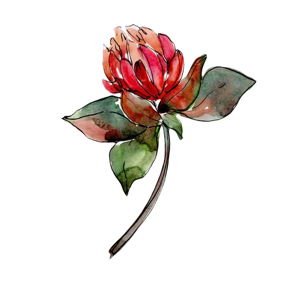 Flor de trevo de flor silvestre em um estilo aquarela isolado . — Fotografia de Stock