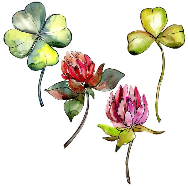 Wildflower clover flower in a watercolor style isolated.