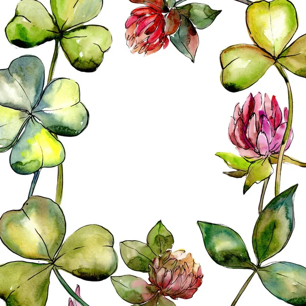 Wildflower clover flower in a watercolor style frame. — Stock Photo, Image