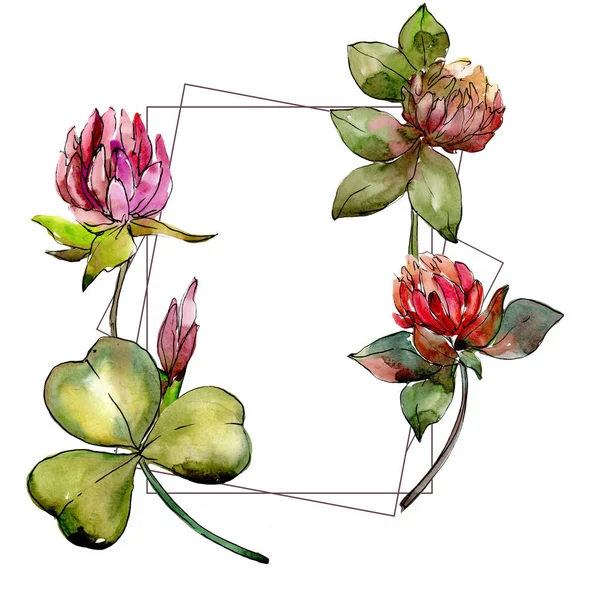 Wildflower clover flower in a watercolor style frame. — Stock Photo, Image