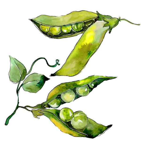 Pea sed wild vegetables in a watercolor style isolated. — Stock Photo, Image
