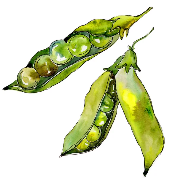 Pea sed wild vegetables in a watercolor style isolated. — Stock Photo, Image