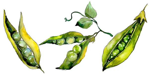 Pea sed wild vegetables in a watercolor style isolated. — Stock Photo, Image