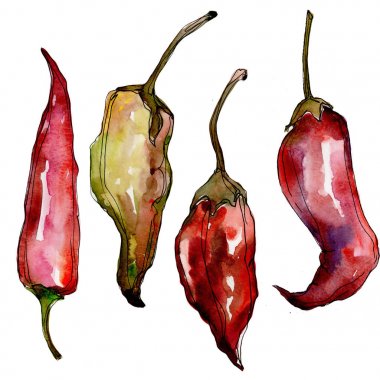 Biber yabani sebze izole bir suluboya tarzında.
