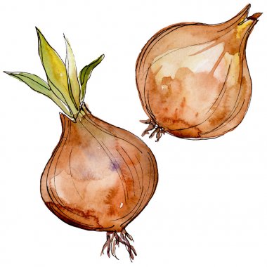 İzole bir suluboya tarzı yabani sebze soğan.