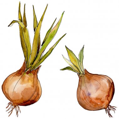 İzole bir suluboya tarzı yabani sebze soğan.