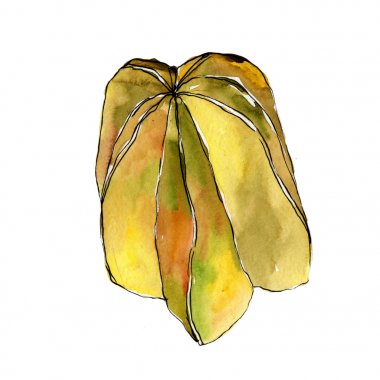 Egzotik carambola yabani meyve izole bir suluboya tarzında.