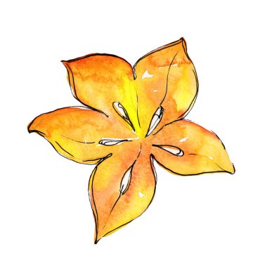 Egzotik carambola yabani meyve izole bir suluboya tarzında.