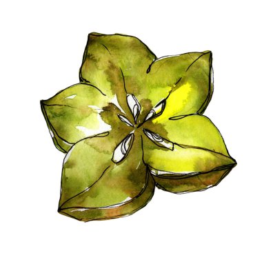 Egzotik carambola yabani meyve izole bir suluboya tarzında.