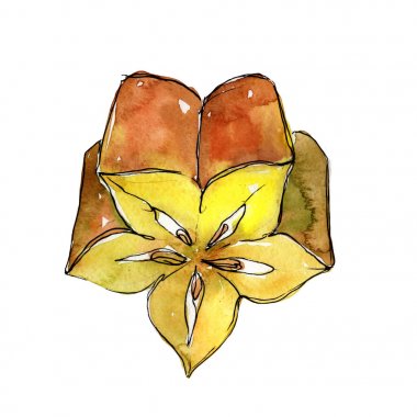 Egzotik carambola yabani meyve izole bir suluboya tarzında.