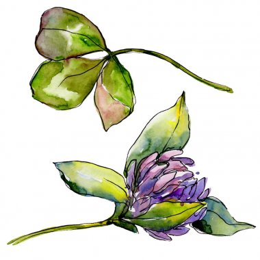 Kır çiçeği yonca çiçek izole bir suluboya tarzında. 