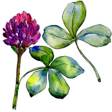 Kır çiçeği yonca çiçek izole bir suluboya tarzında. 