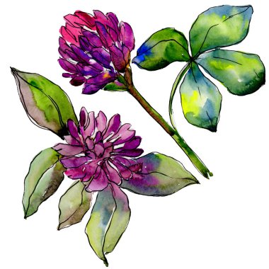 Kır çiçeği yonca çiçek izole bir suluboya tarzında. 