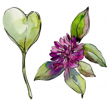 Kır çiçeği yonca çiçek izole bir suluboya tarzında. 