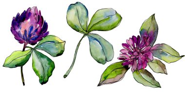 Kır çiçeği yonca çiçek izole bir suluboya tarzında. 