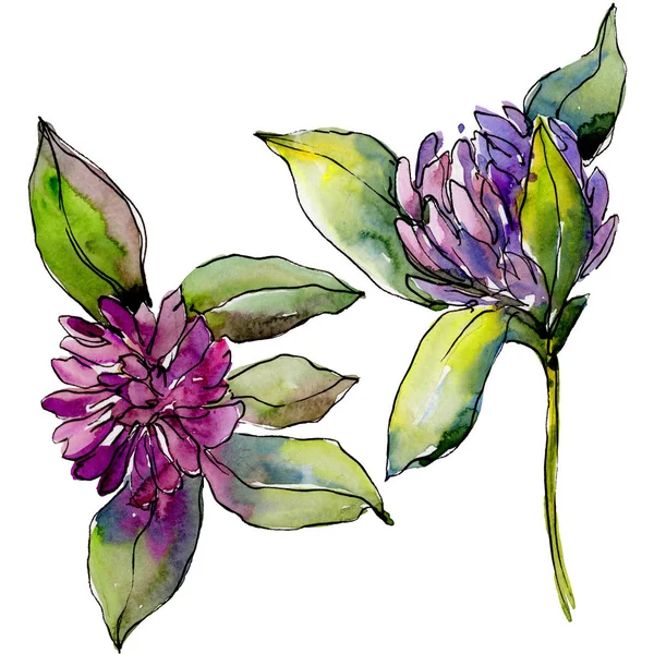 Wildflower klaver bloem in een aquarel stijl geïsoleerd. — Stockfoto