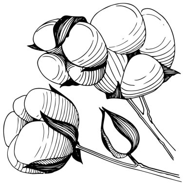 Kır çiçeği pamuk çiçek izole bir vektör tarzı.