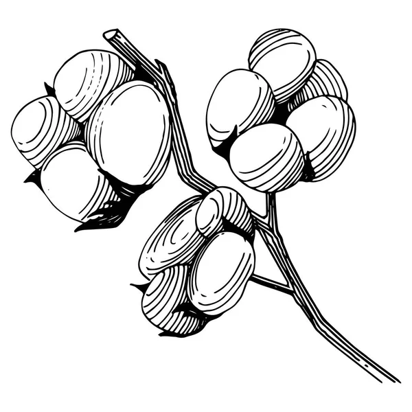 Flor silvestre flor de algodón en un estilo vectorial aislado . — Vector de stock