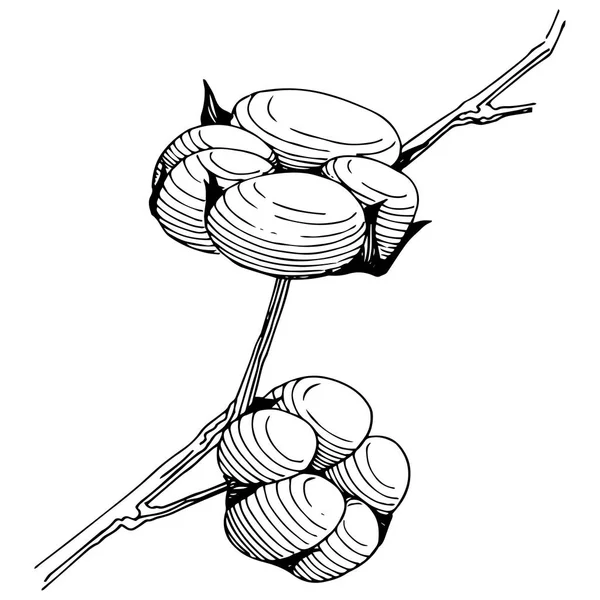 Wildflower katoen bloem in een vector stijl geïsoleerd. — Stockvector