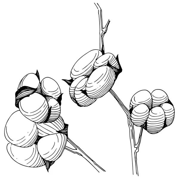 Flor de algodão Wildflower em um estilo vetorial isolado . — Vetor de Stock
