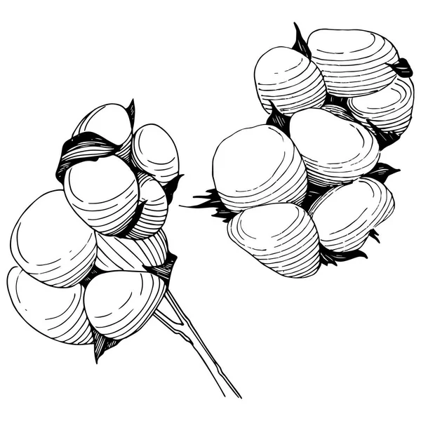 Дика квітка бавовни в векторному стилі ізольовані . — стоковий вектор