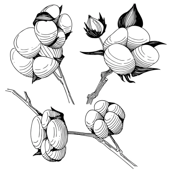 Flor silvestre flor de algodón en un estilo vectorial aislado . — Vector de stock