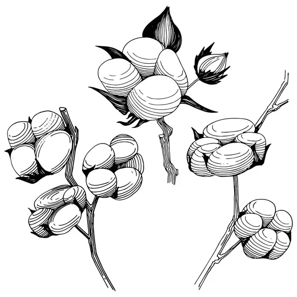 Flor silvestre flor de algodón en un estilo vectorial aislado . — Archivo Imágenes Vectoriales