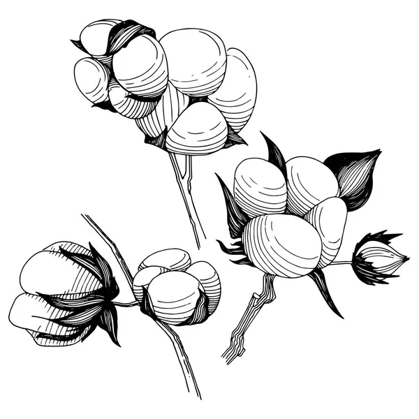 Wildflower Bawełniany kwiat w stylu wektor na białym tle. — Wektor stockowy