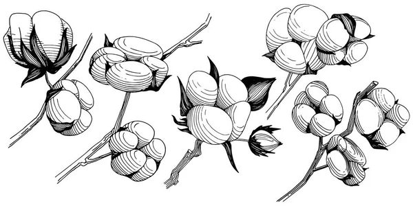Flor silvestre flor de algodón en un estilo vectorial aislado . — Vector de stock