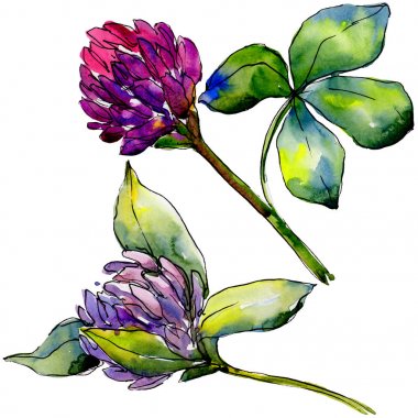 Kır çiçeği yonca çiçek izole bir suluboya tarzında. 