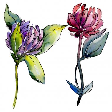 Kır çiçeği yonca çiçek izole bir suluboya tarzında. 