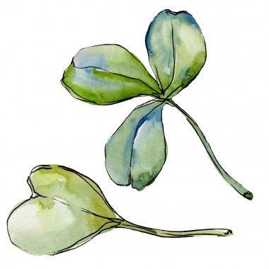 Kır çiçeği yonca çiçek izole bir suluboya tarzında. 