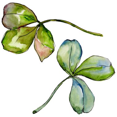 Kır çiçeği yonca çiçek izole bir suluboya tarzında. 