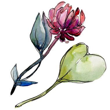 Kır çiçeği yonca çiçek izole bir suluboya tarzında. 